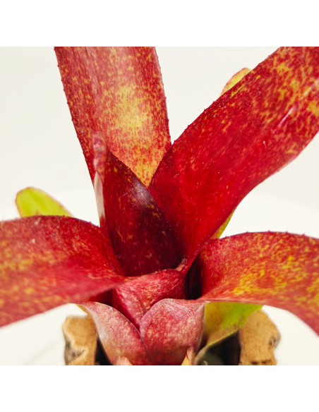 Neoregelia Atlantis | Ecoterrazas.com