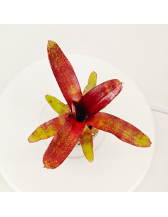 Neoregelia Atlantis | Ecoterrazas.com 2