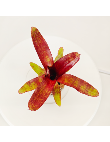 Neoregelia Atlantis | Ecoterrazas.com
