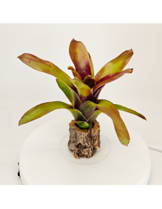 Neoregelia Casiopea | Ecoterrazas.com
