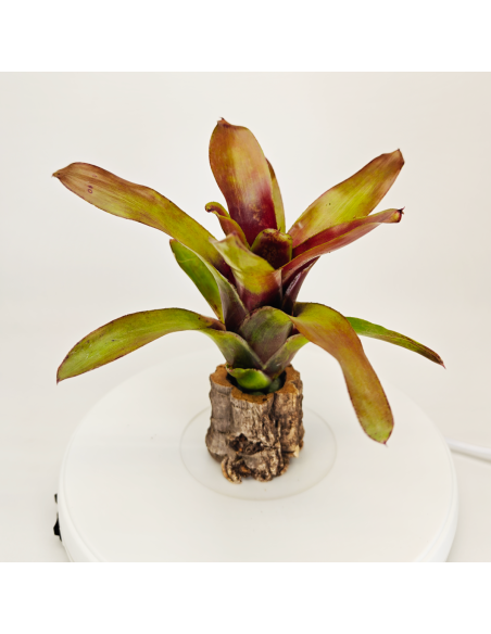 Neoregelia Casiopea | Ecoterrazas.com