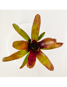 Neoregelia Casiopea | Ecoterrazas.com 2