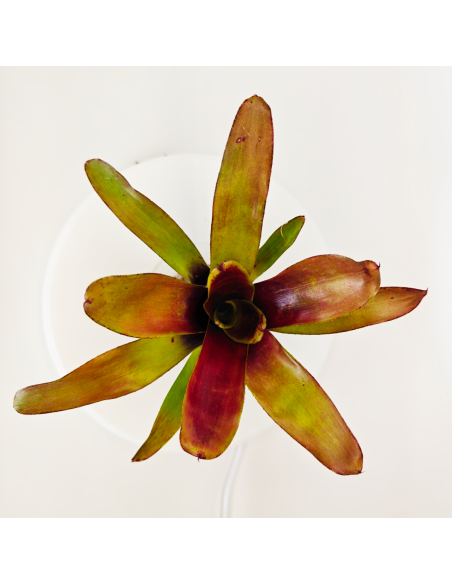 Neoregelia Casiopea | Ecoterrazas.com