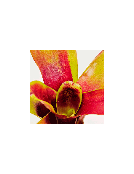 Neoregelia Casiopea | Ecoterrazas.com