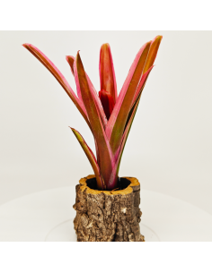 Neoregelia Shultessiana Variedad Lose | Ecoterrazas.com