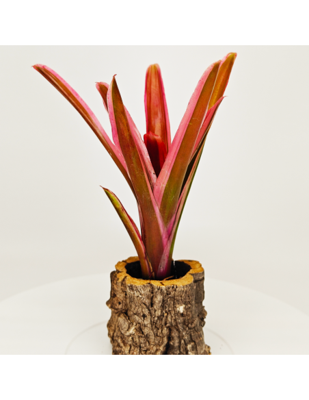 Neoregelia Shultessiana Variedad Lose | Ecoterrazas.com