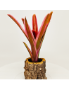 Neoregelia Shultessiana Variedad Lose | Ecoterrazas.com