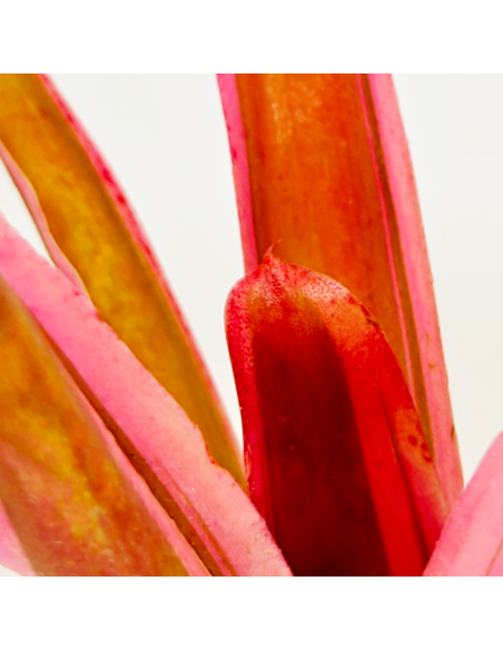 Neoregelia Shultessiana Variedad Lose | Ecoterrazas.com
