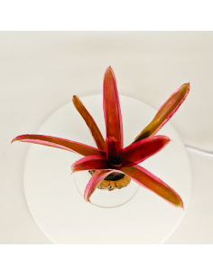 Neoregelia Shultessiana Variedad Lose | Ecoterrazas.com 2
