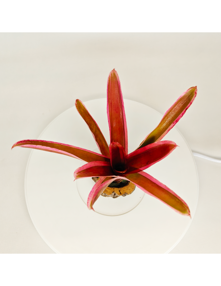 Neoregelia Shultessiana Variedad Lose | Ecoterrazas.com