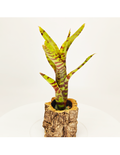 Neoregelia Punctissima Compact | Ecoterrazas.com