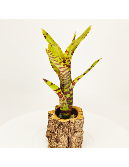 Neoregelia Punctissima Compact | Ecoterrazas.com