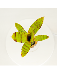 Neoregelia Punctissima Compact | Ecoterrazas.com 2