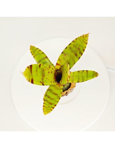Neoregelia Punctissima Compact | Ecoterrazas.com