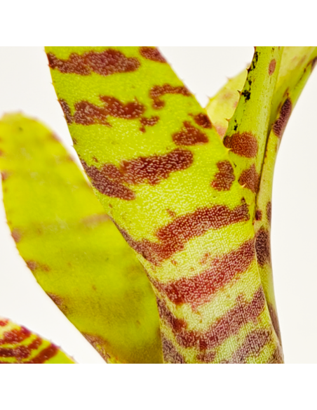 Neoregelia Punctissima Compact | Ecoterrazas.com