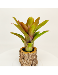 Neoregelia Amaranda | Ecoterrazas.com