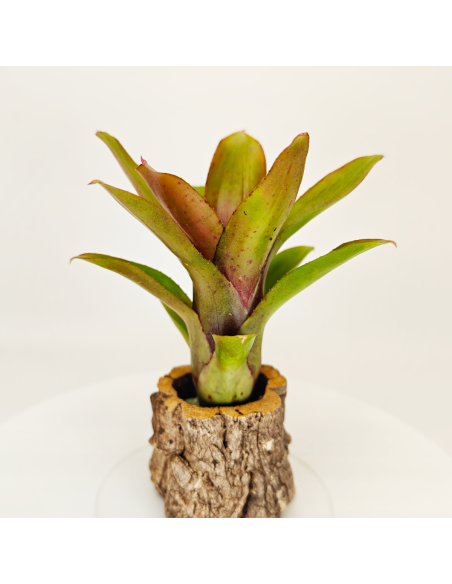 Neoregelia Amaranda | Ecoterrazas.com