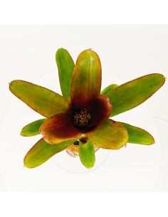 Neoregelia Amaranda | Ecoterrazas.com 2