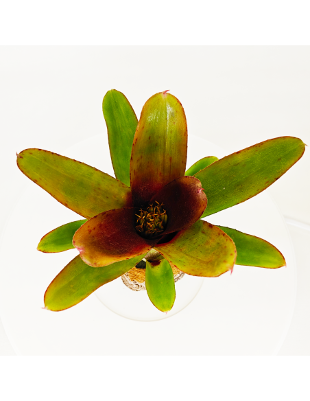 Neoregelia Amaranda | Ecoterrazas.com