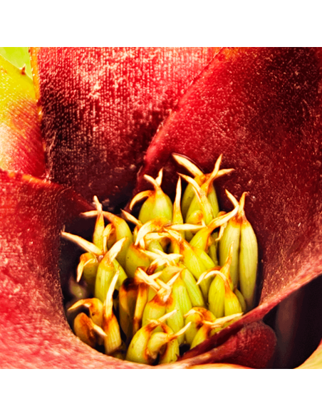 Neoregelia Amaranda | Ecoterrazas.com