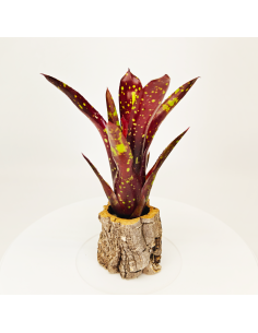 Neoregelia Domino | Ecoterrazas.com