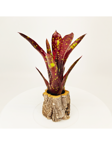 Neoregelia Domino | Ecoterrazas.com