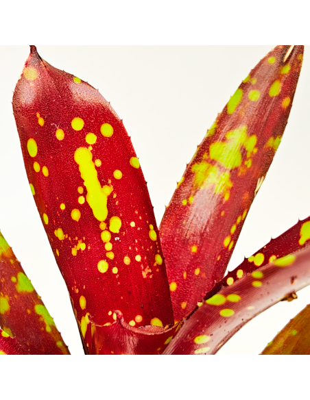 Neoregelia Domino | Ecoterrazas.com