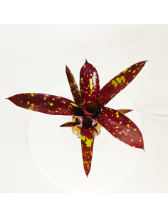 Neoregelia Domino | Ecoterrazas.com 2