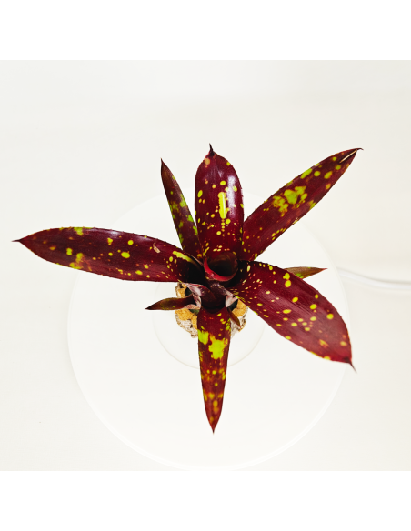 Neoregelia Domino | Ecoterrazas.com