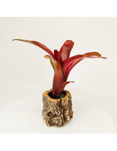 Neoregelia Amazon V. Lose | Ecoterrazas.com