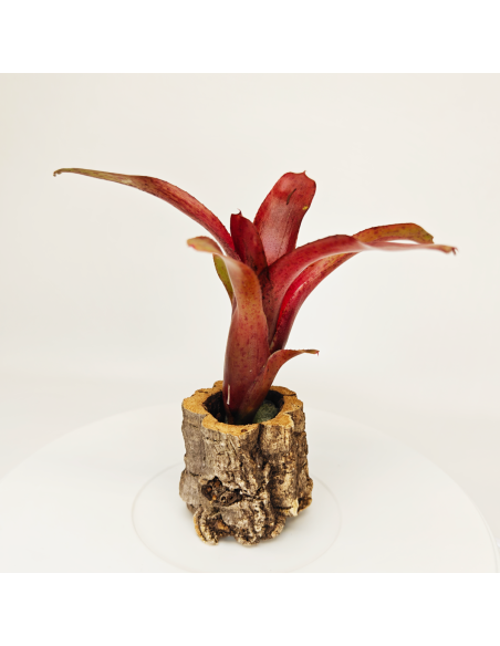 Neoregelia Amazon V. Lose | Ecoterrazas.com