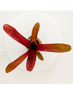 Neoregelia Amazon V. Lose | Ecoterrazas.com 2
