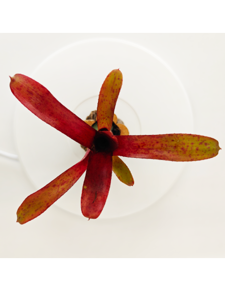 Neoregelia Amazon V. Lose | Ecoterrazas.com