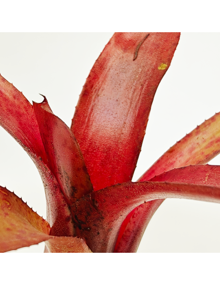 Neoregelia Amazon V. Lose | Ecoterrazas.com
