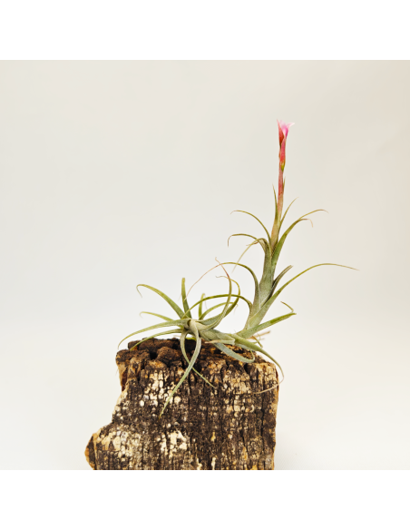 Macbrideana Tillandsia | Ecoterrazas.com