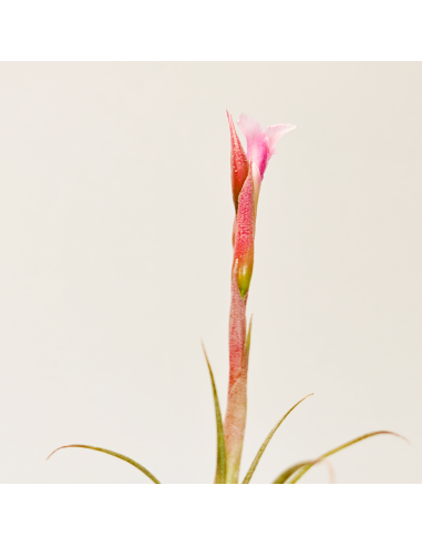 Tillandsia Macbrideana 3