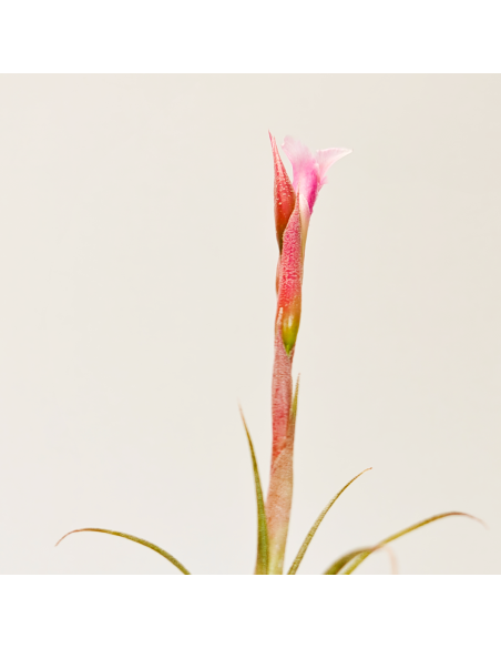 Macbrideana Tillandsia | Ecoterrazas.com