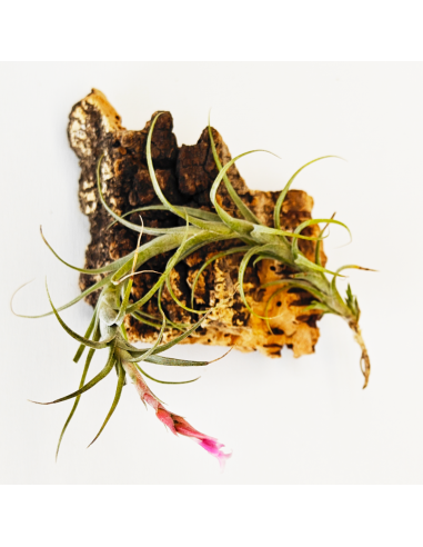 Tillandsia Macbrideana 2