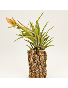 Tillandsia Neglecta 1