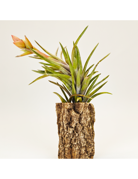 Neglecta Tillandsia | Ecoterrazas.com