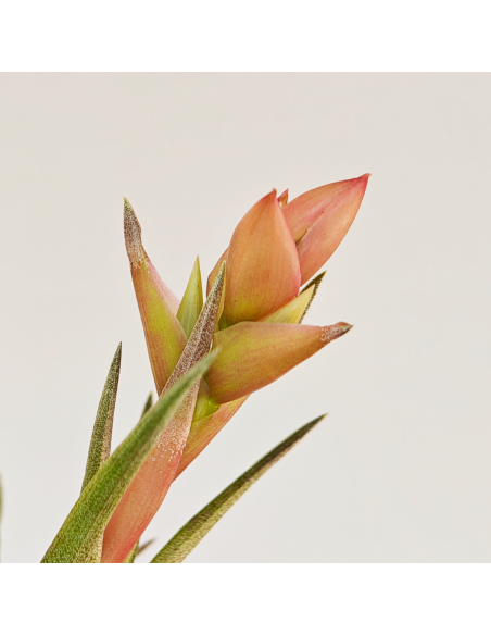 Neglecta Tillandsia | Ecoterrazas.com