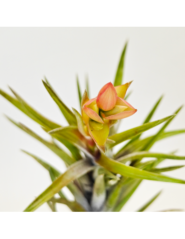 Neglecta Tillandsia | Ecoterrazas.com