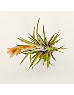 Tillandsia Neglecta 1 2