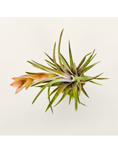 Neglecta Tillandsia | Ecoterrazas.com