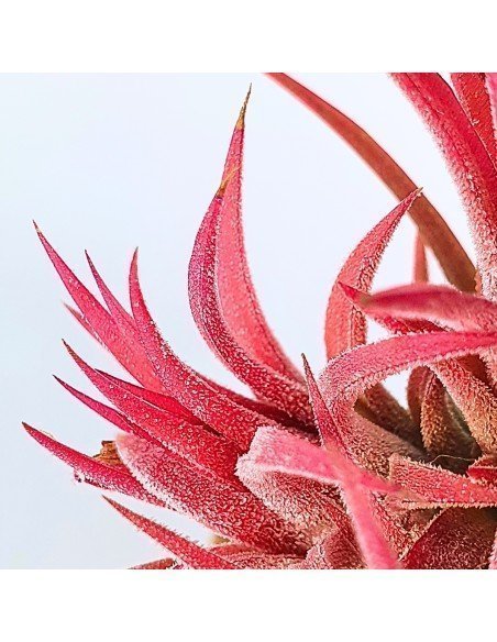 Tillandsia Ionantha Huamelula Pulk 3