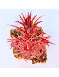 Tillandsia Ionantha Huamelula Pulk 2