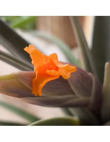 Tillandsia Ericii | Ecoterrazas.com