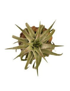 Tillandsia Ionantha Vanhyningii Red Dragon 2