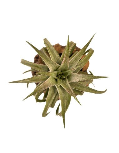 Tillandsia Ionantha Vanhyningii Red Dragon