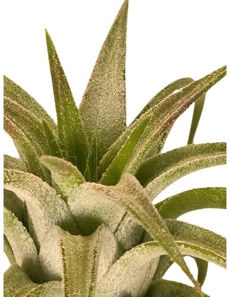 Tillandsia Ionantha Vanhyningii Red Dragon 2